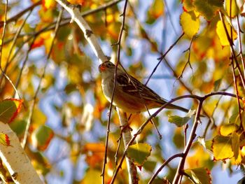 Low angle view of bird perching on branch