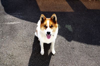 High angle portrait of dog on road