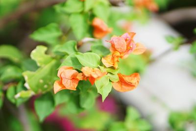 Close-up of orange flowering plant