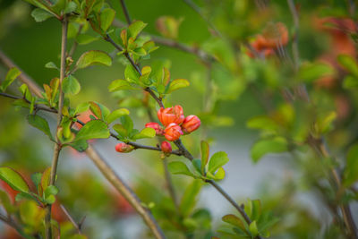 Close-up of red berries growing on tree