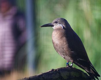 Close-up of bird perching outdoors