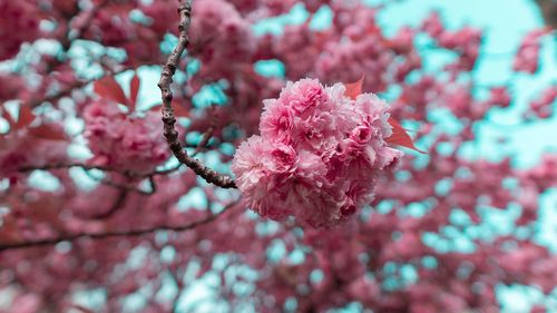 Close-up of pink cherry blossom