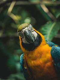 Blue and yellow macaw