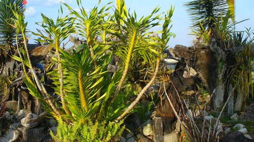 Plants growing on cactus