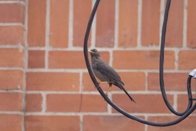 Close-up of bird perching on wall