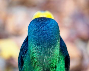 Close-up of a parrot