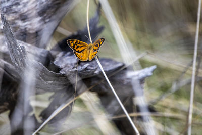 Close-up of butterfly on plant