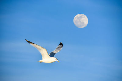 Low angle view of seagulls flying against clear blue sky
