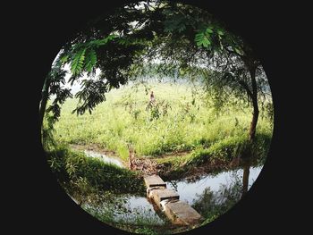 Reflection of trees in water