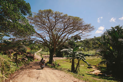 Dirt road passing through forest