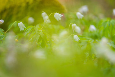 A beautiful white wood anemone growing in the spring forest.