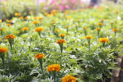 Orange flowers growing at park