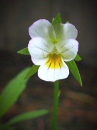 Close-up of white flowers