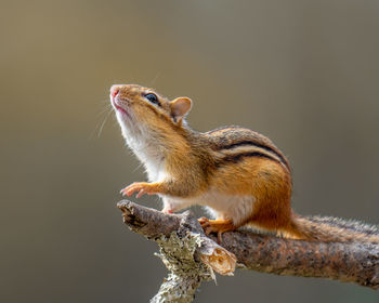 Close-up of squirrel on tree branch