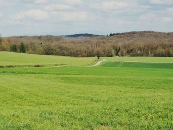 Scenic view of grassy field against sky