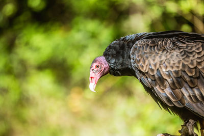 Close-up of eagle