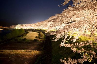 Scenic view of field against clear sky