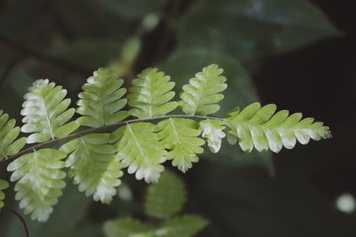 High angle view of fern leaves