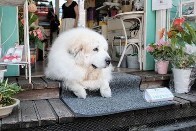 White dog sitting on table by potted plants