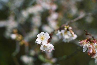 Close-up of white cherry blossom tree