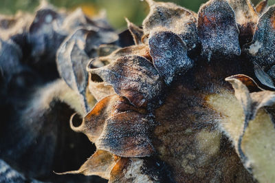 Close-up of dry plants