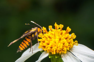 Close-up of insect pollinating on flower