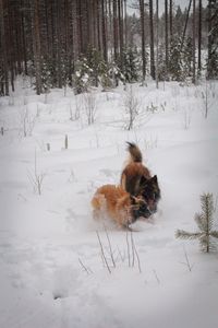 Dog on field during winter