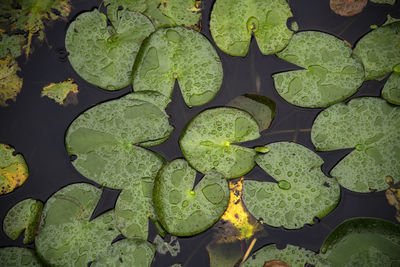 Full frame shot of lotus water lily