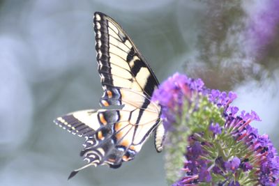 Close-up of butterfly pollinating on flower