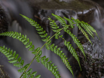 High angle view of succulent plant leaves