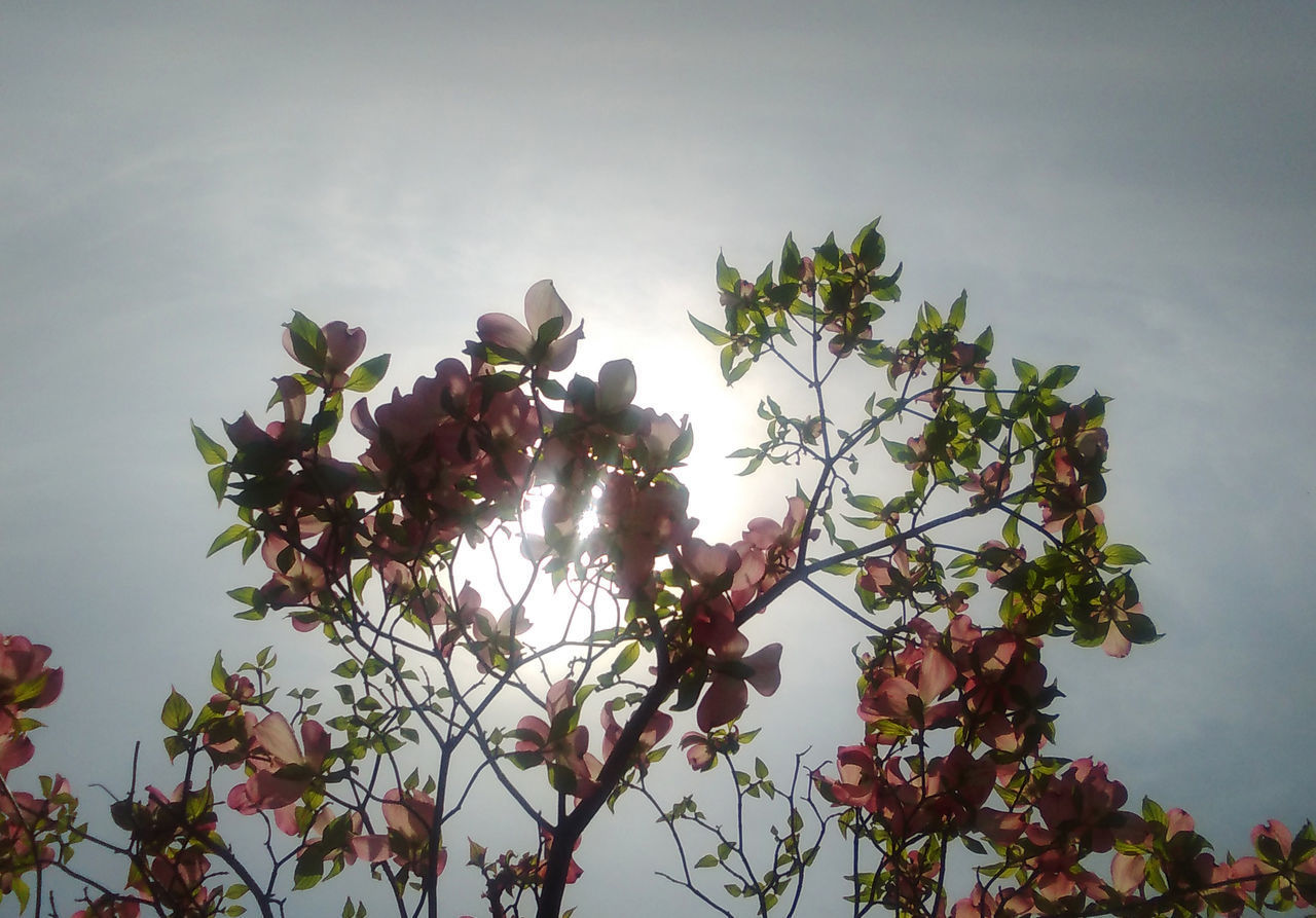 LOW ANGLE VIEW OF CHERRY TREE AGAINST SKY