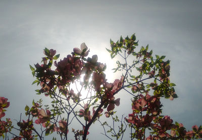 Low angle view of flowering tree against sky