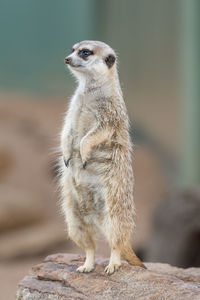 Close-up of a meerkat on rock