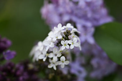 Close-up of flowers blooming outdoors