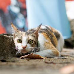 Portrait of kitten sitting outdoors