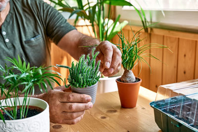 Mature bearded man holding a pot with cactus. taking care of home flowers and succulents