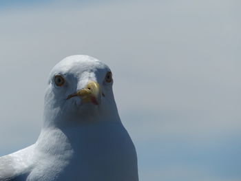 Close-up portrait of bird against sky