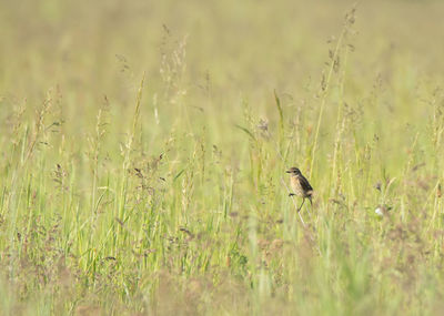 Bird perching on a field