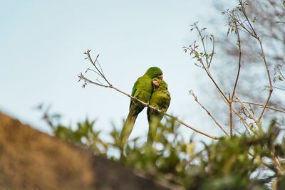 Bird perching on a branch