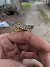 Close-up of hand holding butterfly