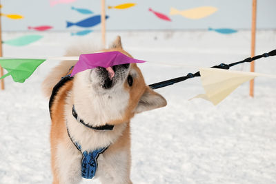 Akita inu dog dabbles with colored flags in a dog sledding competition