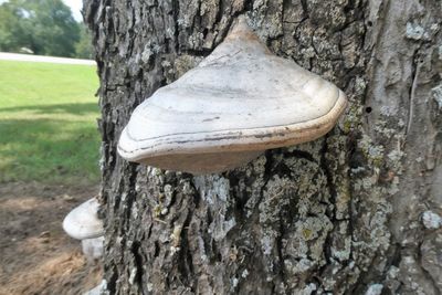 Close-up of mushroom growing on tree trunk