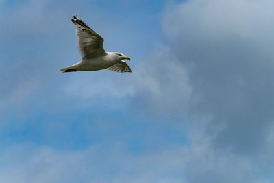 Low angle view of seagull flying against sky