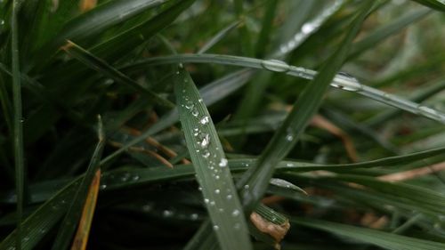 Close-up of wet grass