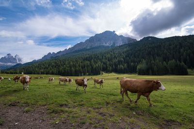 Cows grazing in a field