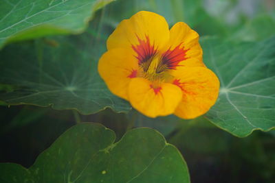 Close-up of yellow flower blooming outdoors