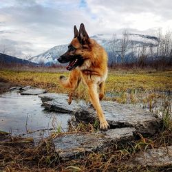 Dog looking away on field by lake