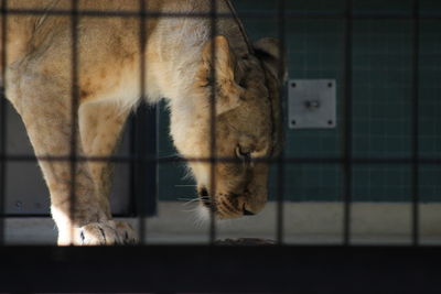 Close-up of lion in cage