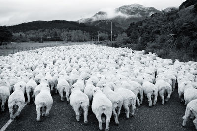 Flock of sheep walking on country road