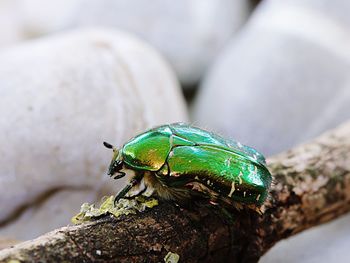 Close-up of insect on rock